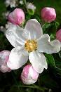 Apfelbl&uuml;te